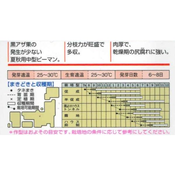 画像3: 送料無料　[ピーマン]　京波　1000粒　タキイ種苗(株) (3)