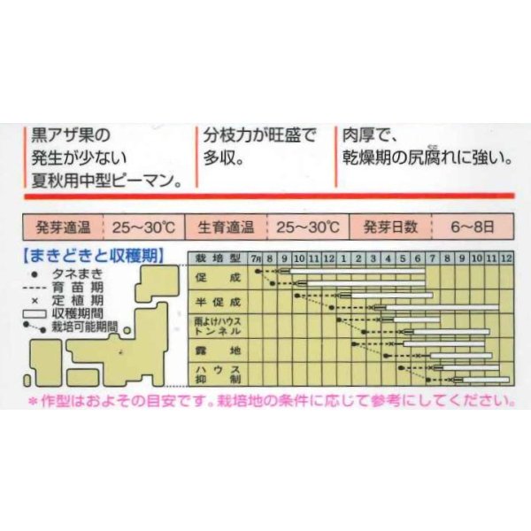 画像3: [ピーマン]　京波　45粒　タキイ種苗（株）　DF　 (3)