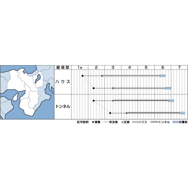 画像2: 送料無料　[メロン]　レノン　6粒　タキイ種苗　DF (2)