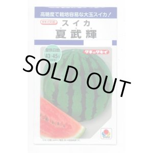 画像: 送料無料　[スイカ]　大玉スイカ　夏武輝　9粒　タキイ種苗(株)　DF