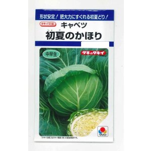 画像: 送料無料　[キャベツ]　初夏のかほり　1.1ml　タキイ種苗(株)　DF