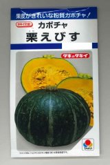 画像: 送料無料　[かぼちゃ]　栗えびす　19粒　タキイ種苗(株)　DF
