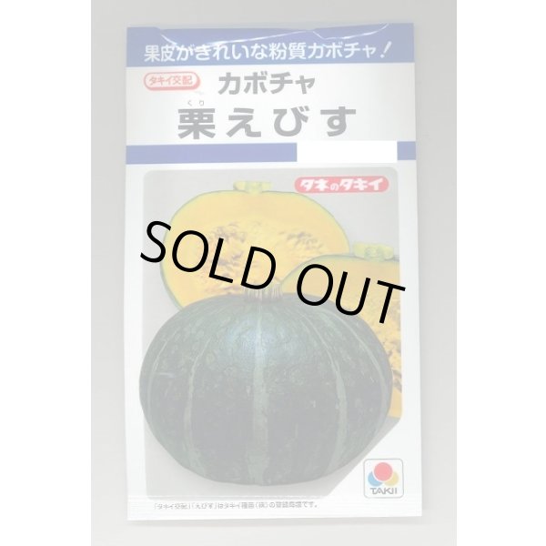 画像1: 送料無料　[かぼちゃ]　栗えびす　19粒　タキイ種苗(株)　DF (1)