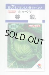 画像: 送料無料　[キャベツ]　春波　1.2ml(約130粒)　タキイ種苗(株)　DF
