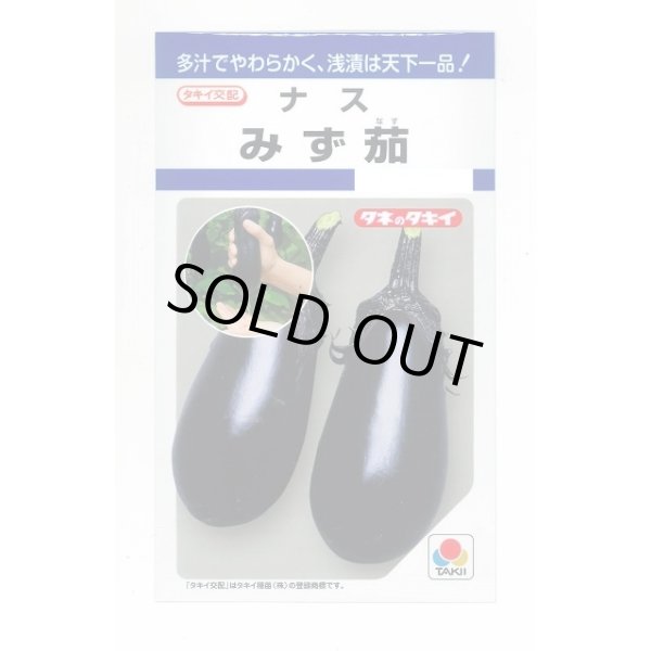 画像1: 送料無料　[なす]　みず茄子　50粒　タキイ種苗(株)　DF (1)