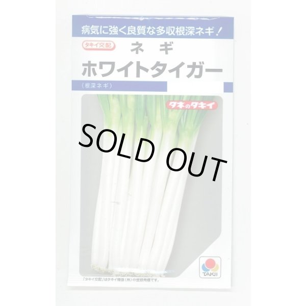画像1: 送料無料　[ねぎ]　ホワイトタイガー　8ml　タキイ種苗(株)　DF (1)