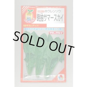 画像: [ほうれんそう] 晩抽サマースカイ 小袋(30ml) タキイ種苗(株) RF