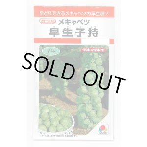画像: 送料無料　[キャベツ]　芽キャベツ　早生子持　0.9ml　タキイ種苗(株)　RF