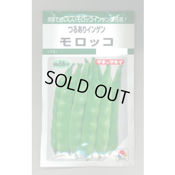 画像1: 送料無料　[いんげん]　モロッコ　45ml　タキイ種苗(株)　GF (1)