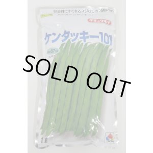 画像: [いんげん] ケンタッキー101 1L タキイ種苗