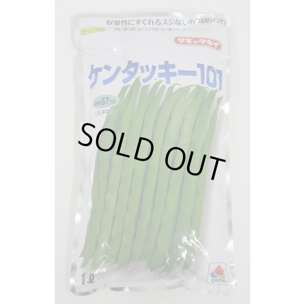 画像1: [いんげん] ケンタッキー101 1L タキイ種苗 (1)