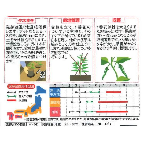 画像2: [トウガラシ]　福耳ジロー　約25粒　サカタのタネ（株）　実咲400 (2)