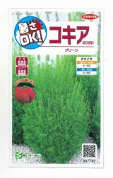 画像: 送料無料　花の種　コキア(ほうき草)　グリーン　約40粒　(株)サカタのタネ　実咲200（026325）