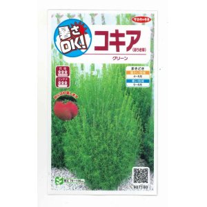 画像: 花の種　コキア（ほうき草）　グリーン  約40粒　　サカタのタネ（株）実咲200