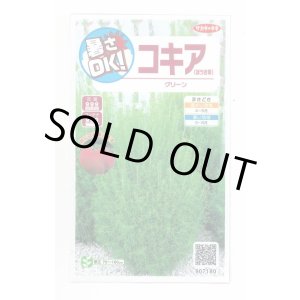 画像: 送料無料　花の種　コキア(ほうき草)　グリーン　約40粒　(株)サカタのタネ　実咲200（026325）