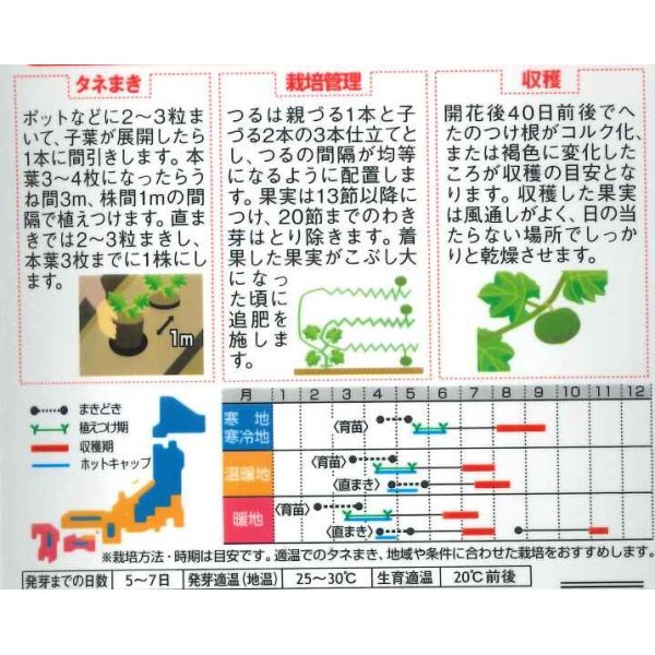 画像3: [かぼちゃ]　栗っプチ　8粒　サカタのタネ（株）　実咲400 (3)