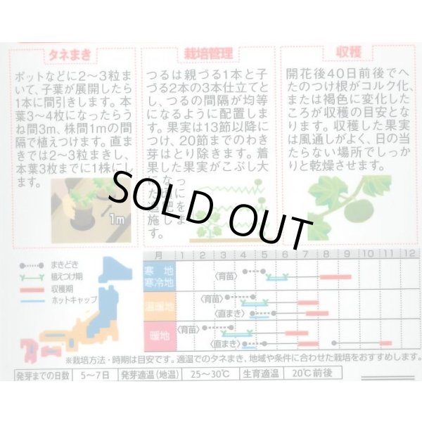 画像3: 送料無料　[かぼちゃ]　栗っプチ　8粒　(株)サカタのタネ　実咲450（002869） (3)