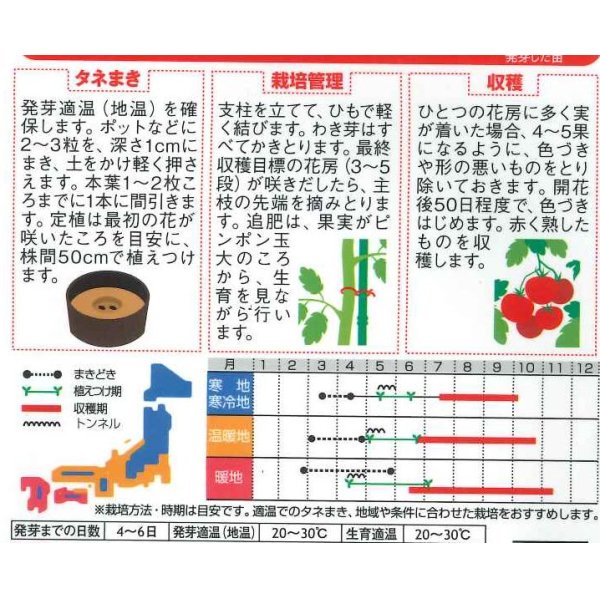 画像2: [トマト/大玉トマト]　サンロード　11粒　サカタのタネ（株）　実咲400 (2)