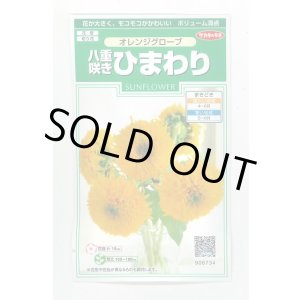 画像: 送料無料　花の種　花の種　八重咲ひまわり　オレンジグローブ　20粒　(株)サカタのタネ　実咲250（027727）