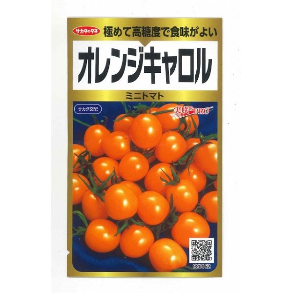 画像1: [トマト/ミニトマト]　オレンジキャロル　40粒　サカタのタネ（株）　実咲PRO (1)