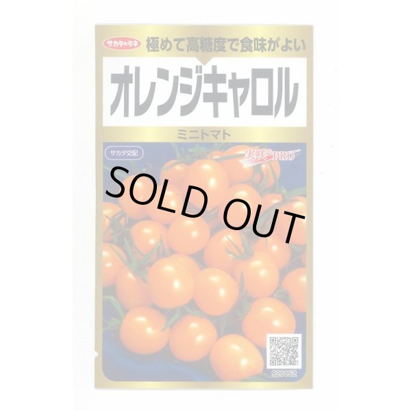 画像1: 送料無料　[トマト/ミニトマト]　オレンジキャロル　40粒　(株)サカタのタネ　実咲PRO (1)