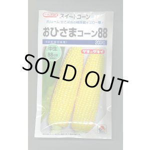 画像: 送料無料　[とうもろこし]　おひさまコーン88　200粒　タキイ種苗(株)
