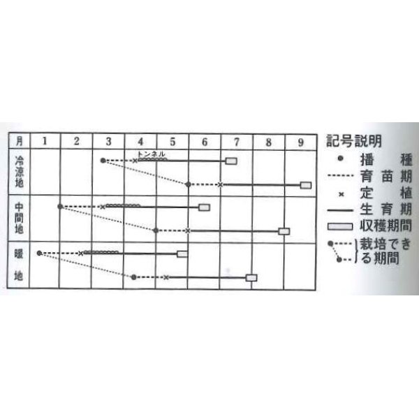 画像2: [かぼちゃ]　打木早生赤栗　100粒　タキイ種苗 (2)