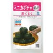 画像1: 送料無料　[かぼちゃ]　栗てまり　8ml(およそ16粒)　雪印種苗(株) (1)