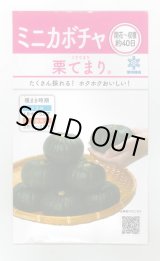 画像: 送料無料　[かぼちゃ]　栗てまり　8ml(およそ16粒)　雪印種苗(株)