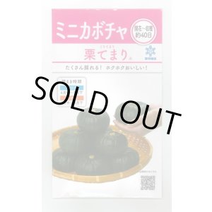 画像: 送料無料　[かぼちゃ]　栗てまり　8ml(およそ16粒)　雪印種苗(株)