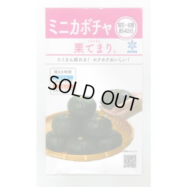 画像1: 送料無料　[かぼちゃ]　栗てまり　8ml(およそ16粒)　雪印種苗(株) (1)