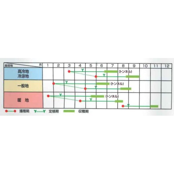 画像2: [かぼちゃ]　栗っプチ　25粒　サカタのタネ（株）　実咲PRO (2)