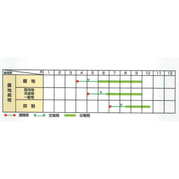 画像4: [キュウリ]　ずーっととれる　40粒　サカタのタネ（株）　実咲PRO (4)