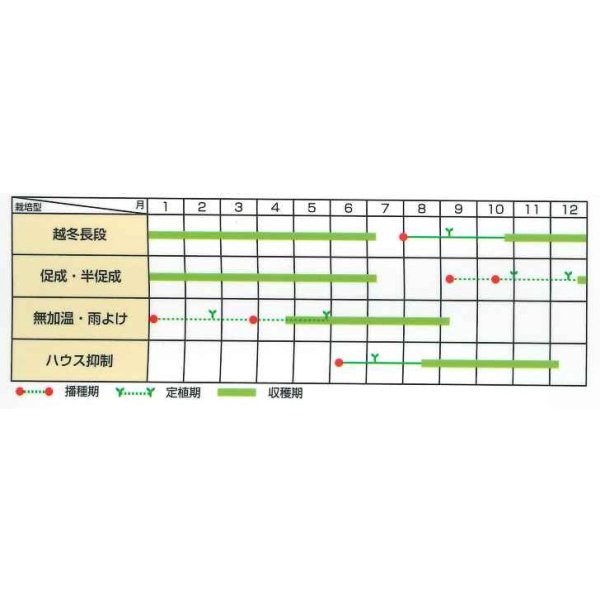画像2: 送料無料　ミニトマト　イエローキャロル　40粒　(株)サカタのタネ　実咲PRO (2)