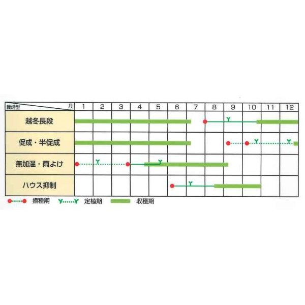 画像2: [トマト/ミニトマト]　オレンジキャロル　40粒　サカタのタネ（株）　実咲PRO (2)