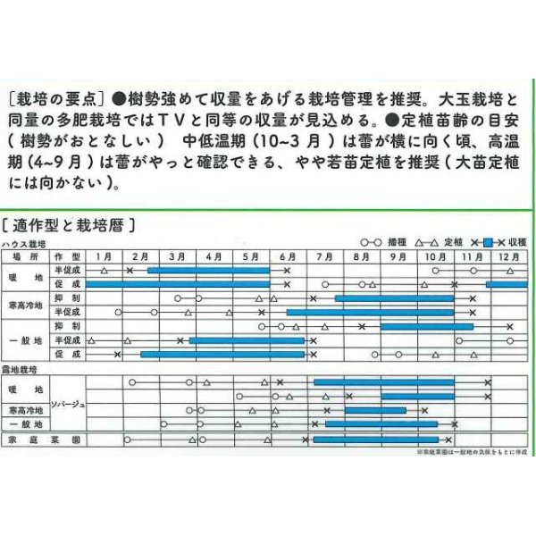 画像2: [トマト/マウロの地中海トマト]　トスカーナバイオレットCF　100粒　パイオニアエコサイエ ンス (2)