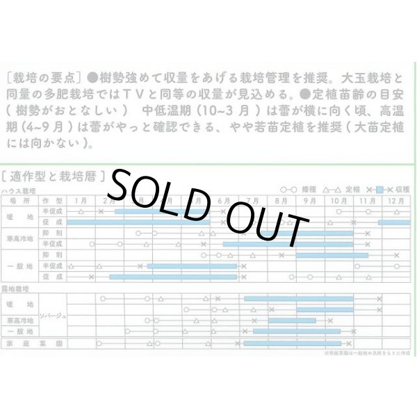 画像2: 送料無料　[ミニトマト]　トスカーナバイオレットCF　8粒　サナテックシード（株） (2)