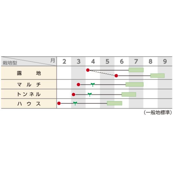 画像2: [枝豆] 夏の装い 1L (株)サカタのタネ (2)