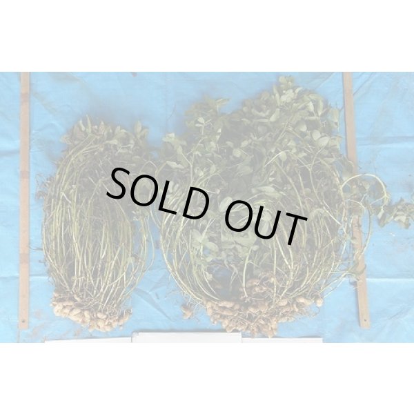 画像5: 送料無料　[落花生]　おおまさりネオ　むき実種子　20粒　渡辺農事（株） (5)