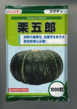 画像: 送料無料　[かぼちゃ]　栗五郎　1000粒　カネコ交配