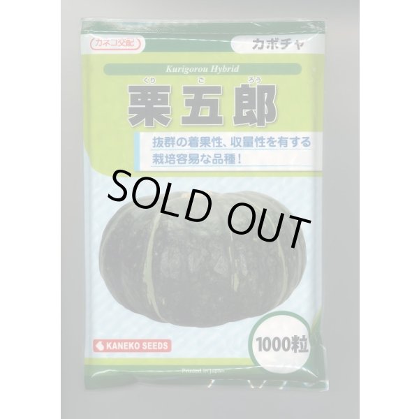 画像1: 送料無料　[かぼちゃ]　栗五郎　1000粒　カネコ種苗（株） (1)