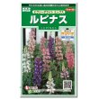 画像1: 花の種　ルピナス　ピクシーデライトミックス　約30粒　サカタのタネ（株）実咲250 (1)