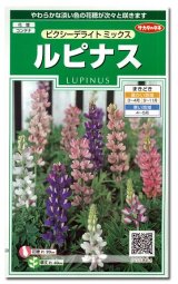 画像: 花の種　ルピナス　ピクシーデライトミックス　約30粒　サカタのタネ（株）実咲250