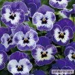 画像2: 花の種　ビオラ・F1ソルベ　デルフトブルーXP（約40粒）　タキイ種苗 (2)