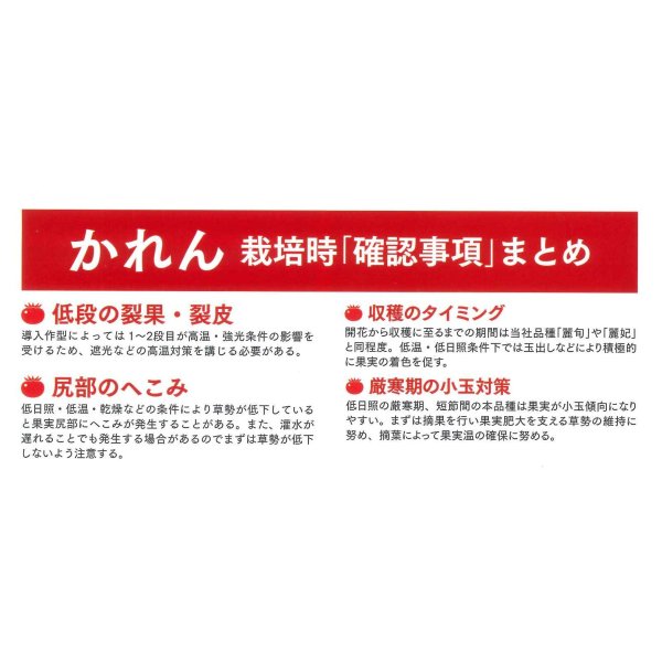 画像6: 送料無料 [トマト/大玉トマト] かれん 1000粒 (株)サカタのタネ (6)