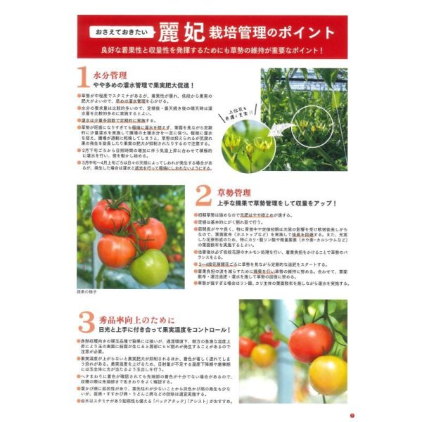 画像7: 送料無料 [トマト/大玉トマト] 麗妃 1000粒 (株)サカタのタネ (7)