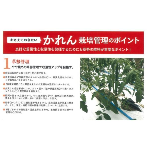 画像7: 送料無料 [トマト/大玉トマト] かれん 1000粒 (株)サカタのタネ (7)