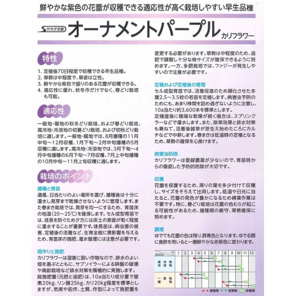 画像3: [カリフラワー]　オーナメントパープル　ペレット1000粒　サカタのタネ（株） (3)