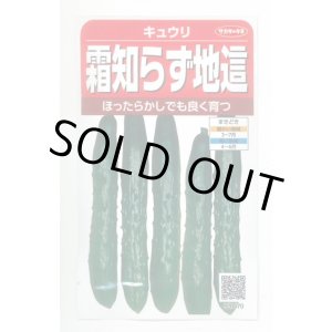 画像: 送料無料　[キュウリ]　霜知らず地這　約50粒　(株)サカタのタネ　実咲350（002850）