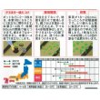 画像2: [キュウリ]　霜知らず地這　約50粒　サカタ交配　（実咲）　 (2)